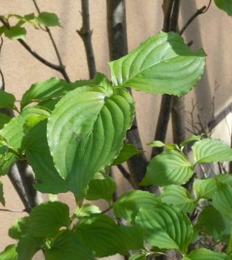 ヤマボウシの葉がおとなになって.JPG