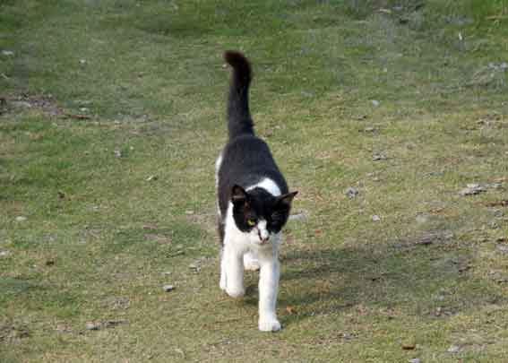 我が家のニャンコ♪2013/5/18-3