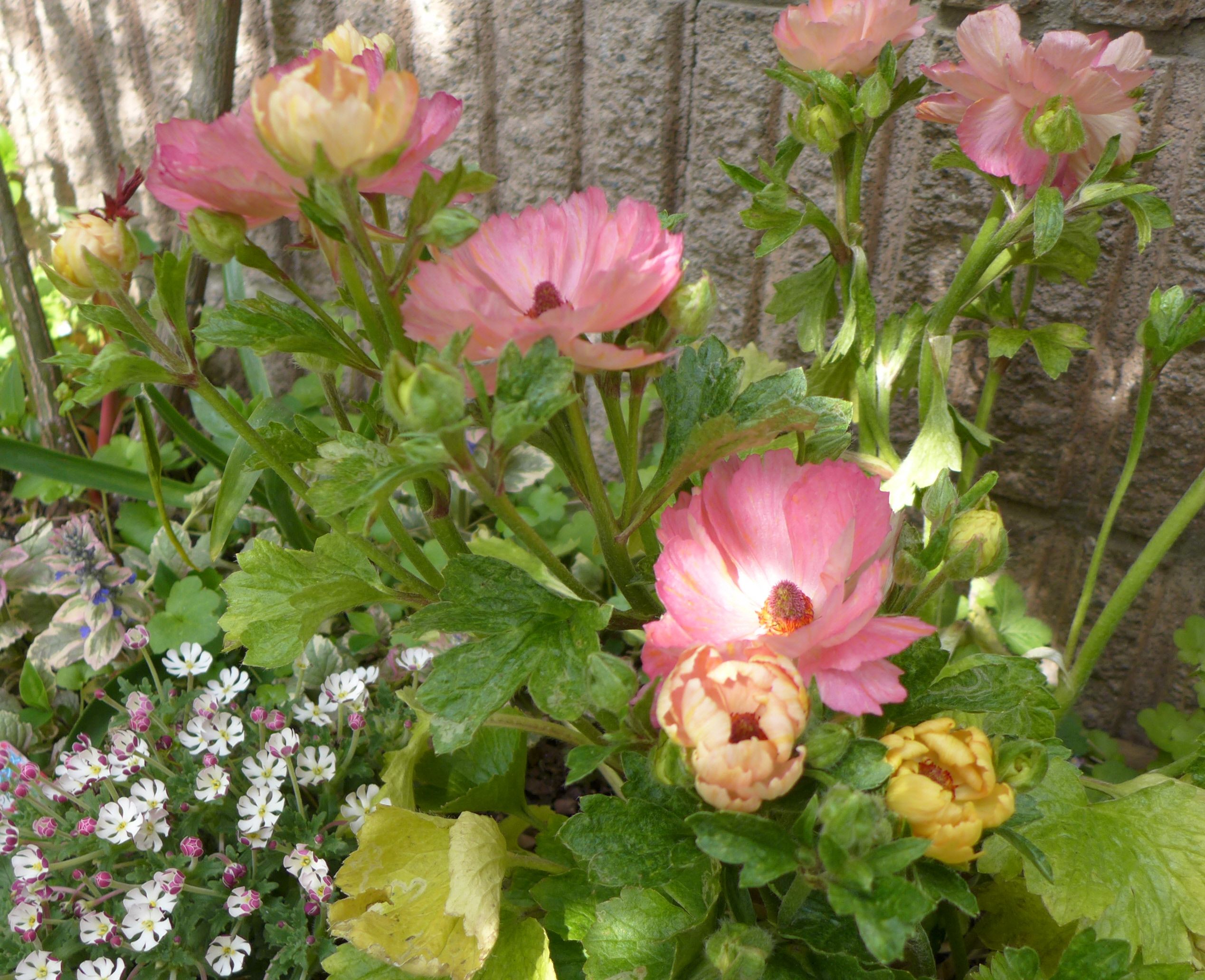 今日の我が家のラナンキュラス 半八重 地植え 薔薇咲く庭と犬と 楽天ブログ