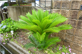 P1040291.png