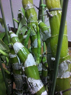 2013012500060000.jpg