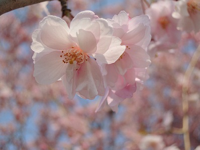 sakura