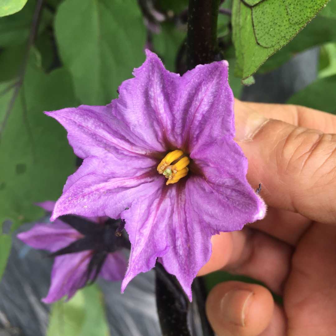 ナスの追肥とそのサイン Futtutyの菜園ブログ 楽天ブログ