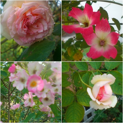 夏薔薇いろいろ