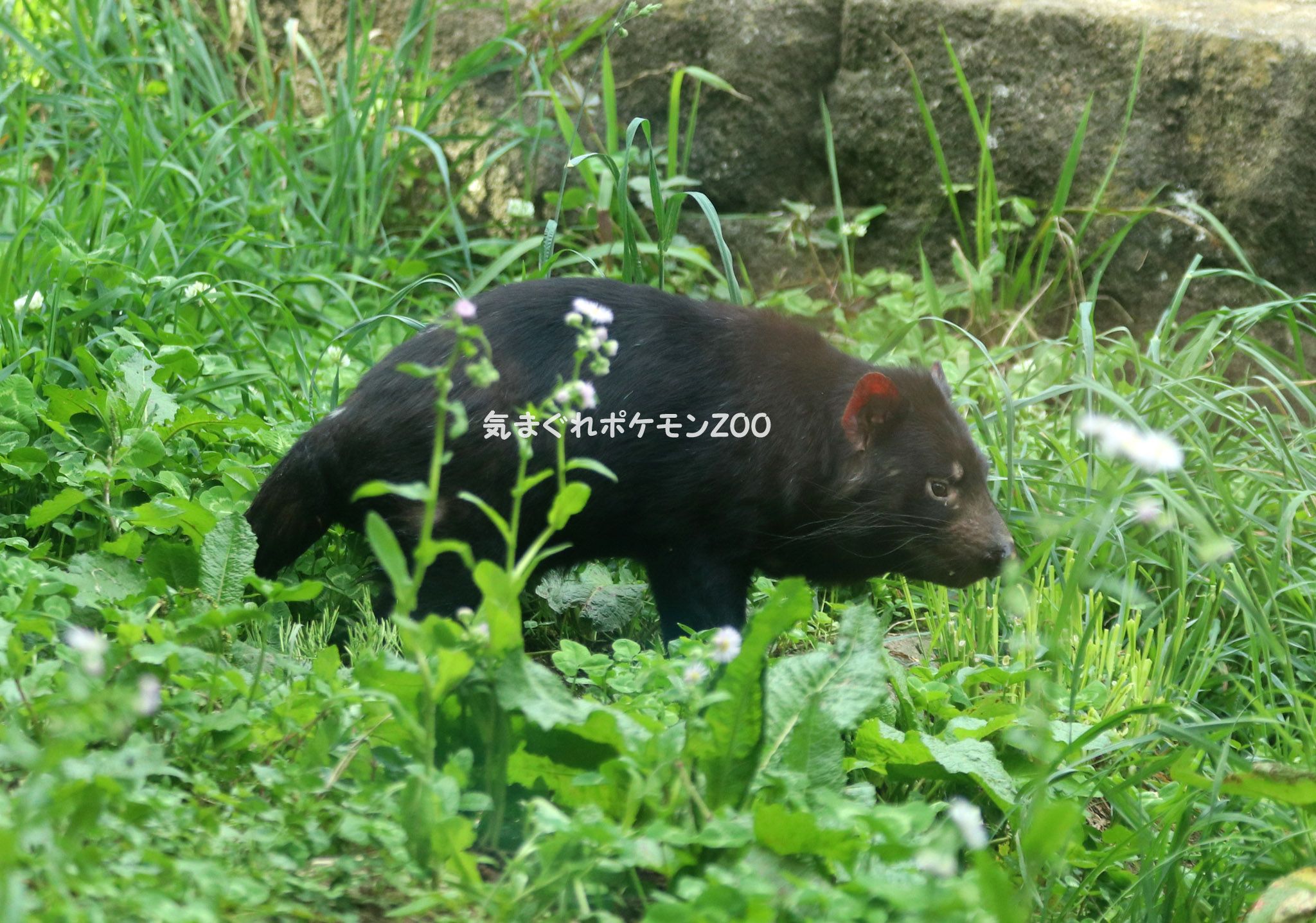 多摩動物公園 気まぐれポケモンzoo 楽天ブログ