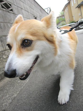 はな