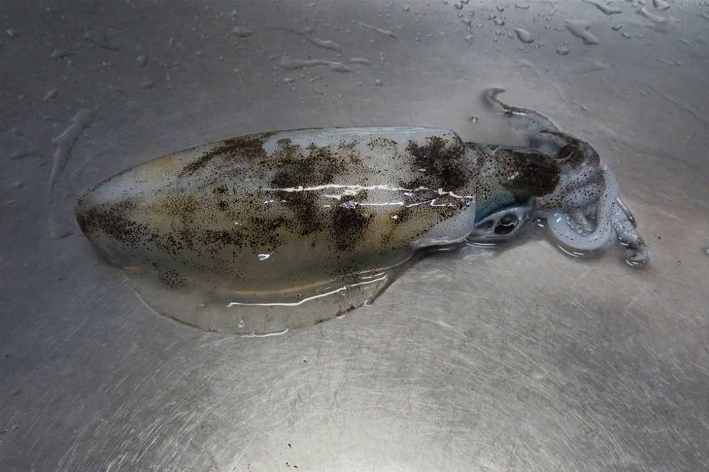 釣り 大分金太郎の花鳥蝶月 楽天ブログ