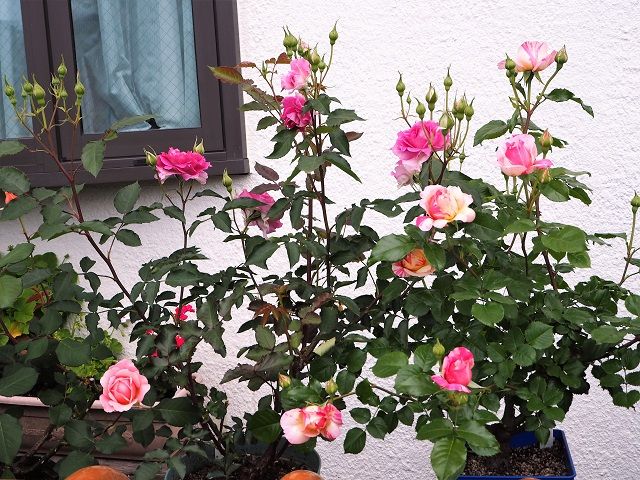 エドゥアール マネ初開花 いおり ガブリエル 美しい咲き始め ピーチヒルの薔薇日記 楽天ブログ