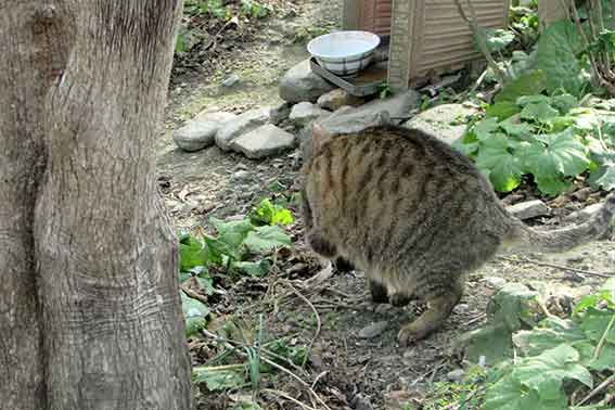 我が家のニャンコ♪2016/1/15-03