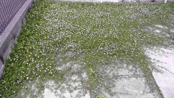 西側駐車場に広がったイワダレソウ（クラピア）の開花
