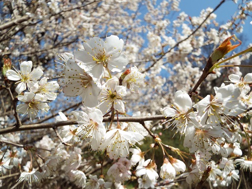 ヤマザクラ（山桜）