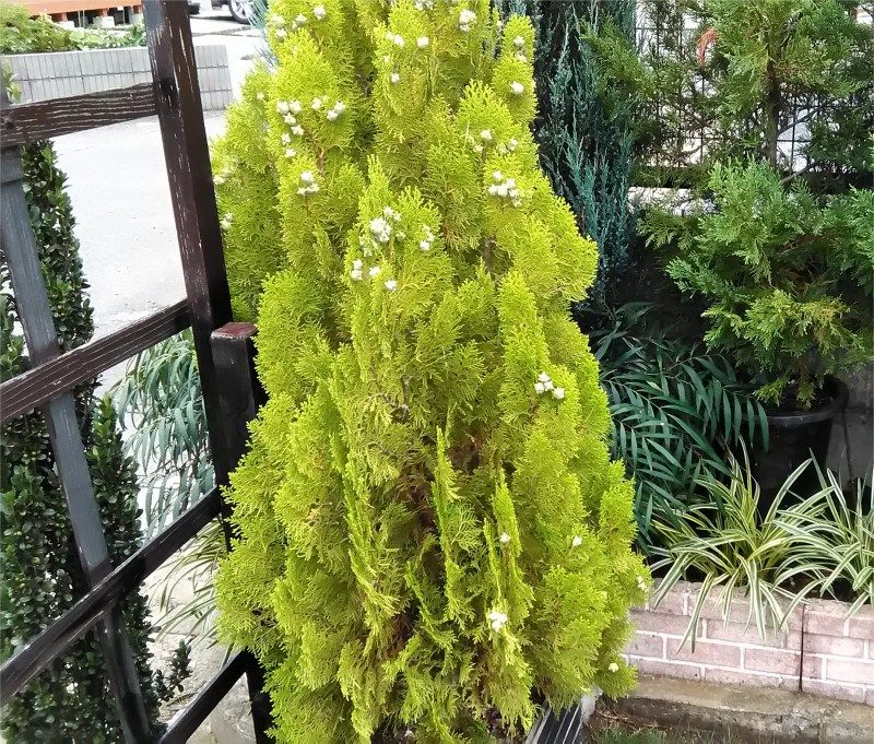 百日紅の花と庭木 Miraiの庭 つれづれに 楽天ブログ