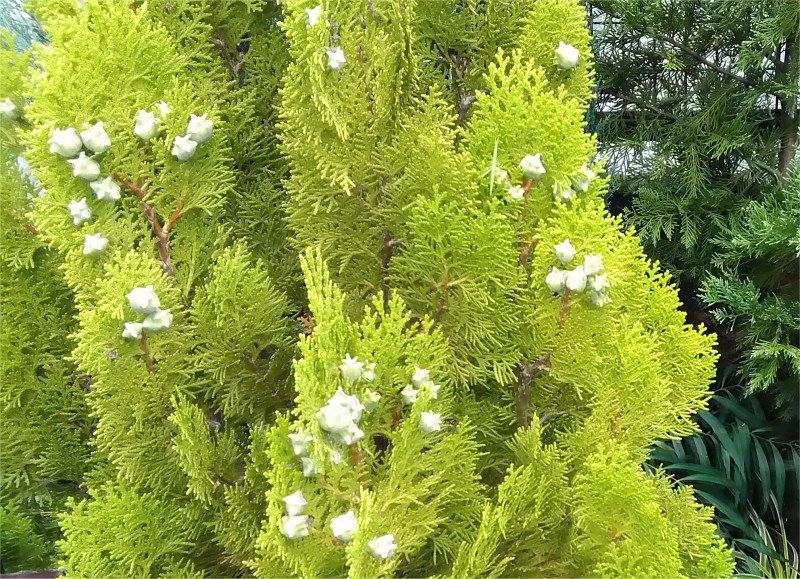 百日紅の花と庭木 Miraiの庭 つれづれに 楽天ブログ