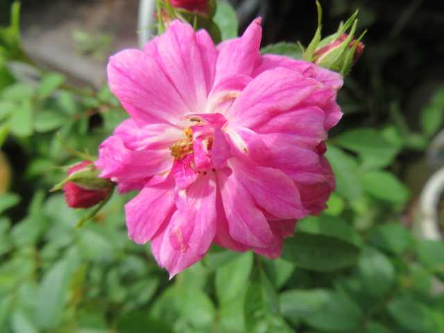 ﾟДﾟ)ひぇ～！？画像がない！！＆幻のバラ『ラシャンスゼブラ