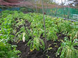 DSCN6111-w256.jpg