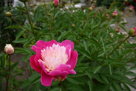 P1000652.jpg