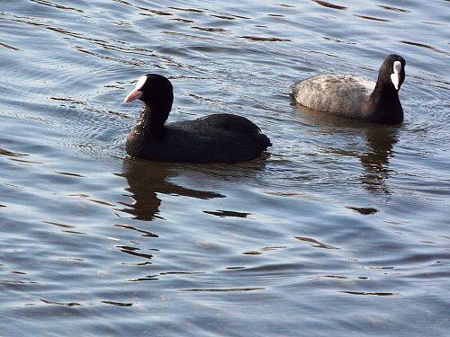 1-27 ooban-109-b.jpg