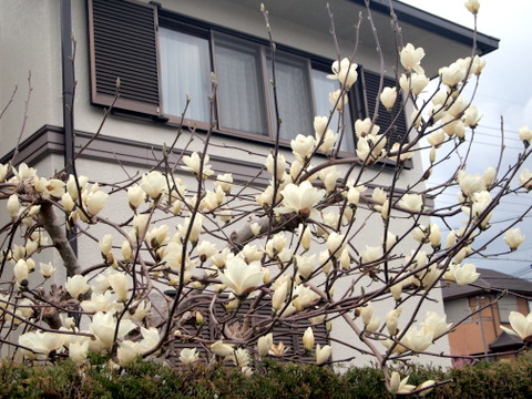 モクレンの花・全