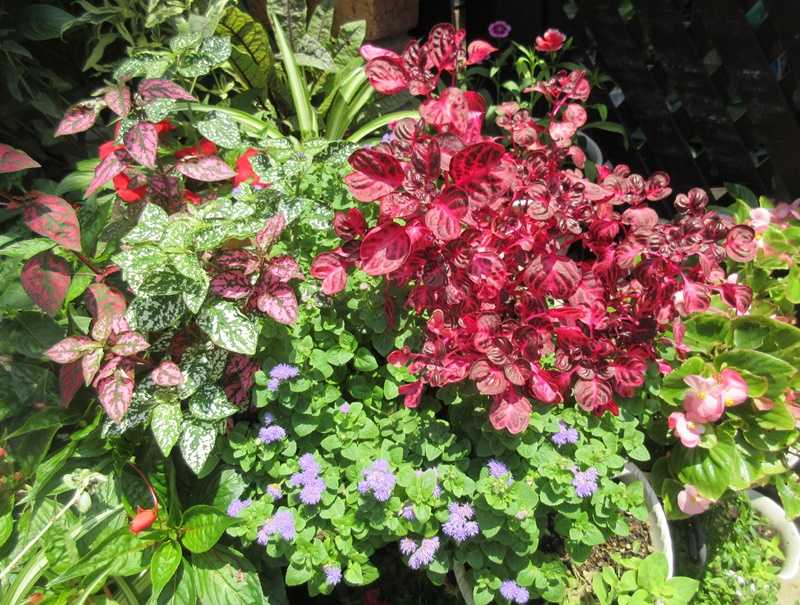 アゲラタムは雨でも元気 種から育てる苗は置き場所で差が出る 狭い庭を花いっぱいにする育て方 楽天ブログ