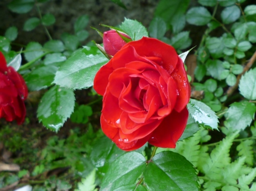 P1150294 (500x374).jpg