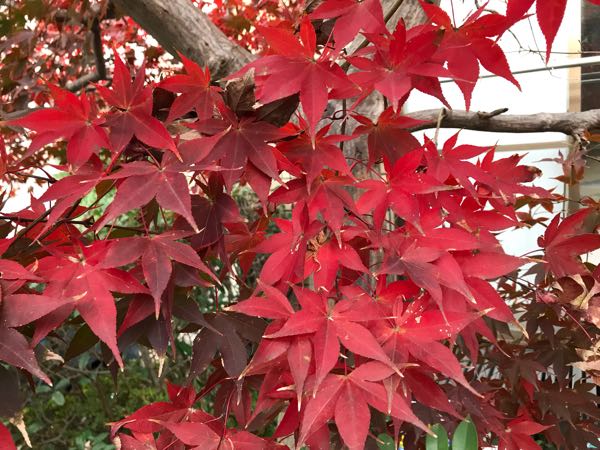 rblog-20181203161502-02.jpg