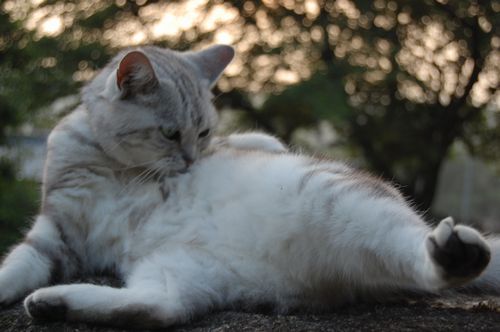 DSC_0775.JPG