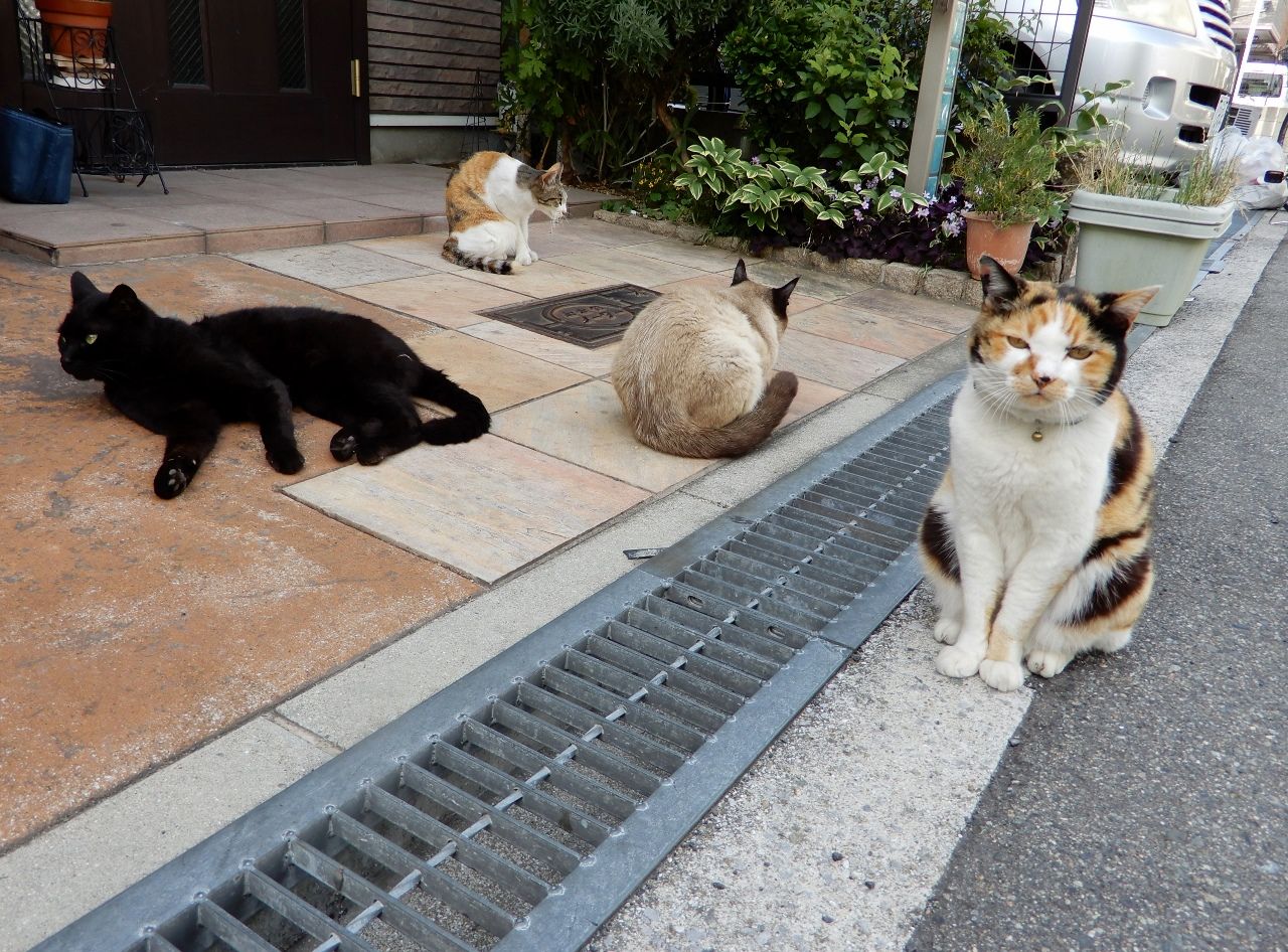 猫が集会してる の巻 人さまのネコ 楽天ブログ 猫が集会してる の巻 人さまのネコ 楽天ブログ