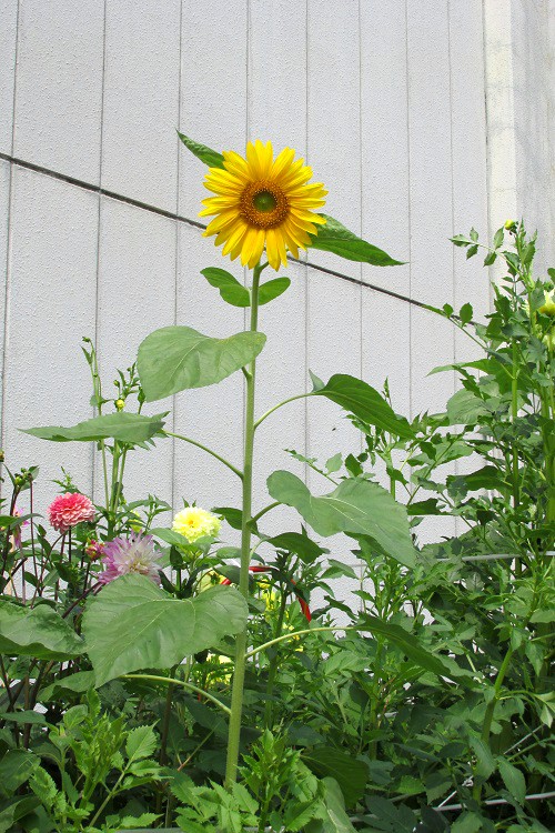 ヒマワリ（向日葵）の花