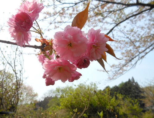 2014-5-14蝦夷山桜.jpg