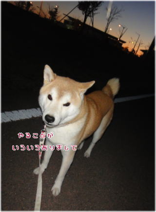 夕方2.jpg