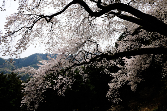 2016 04 10_3086.jpg
