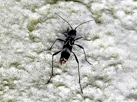 6月27日 土 ある塀に黒くて尻にハサミのある虫が見つかり 驚きました 三田のいのしし 見て歩き日記 楽天ブログ