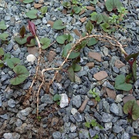 大量のドクダミを草むしり 食いしん坊案内 楽天ブログ