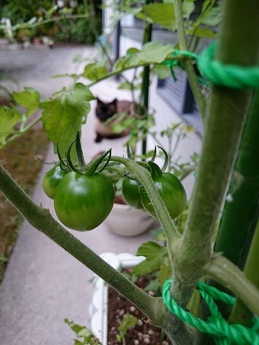 ミニトマト
