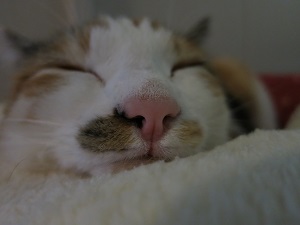 IMG_0865.JPG
