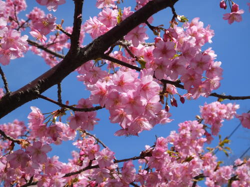 三浦海岸の河津桜