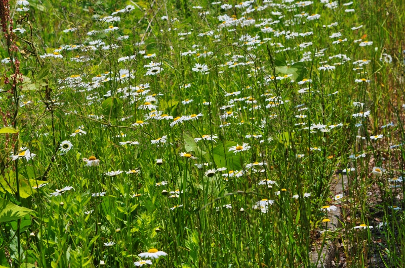 Ｄ・キク科の花.jpg