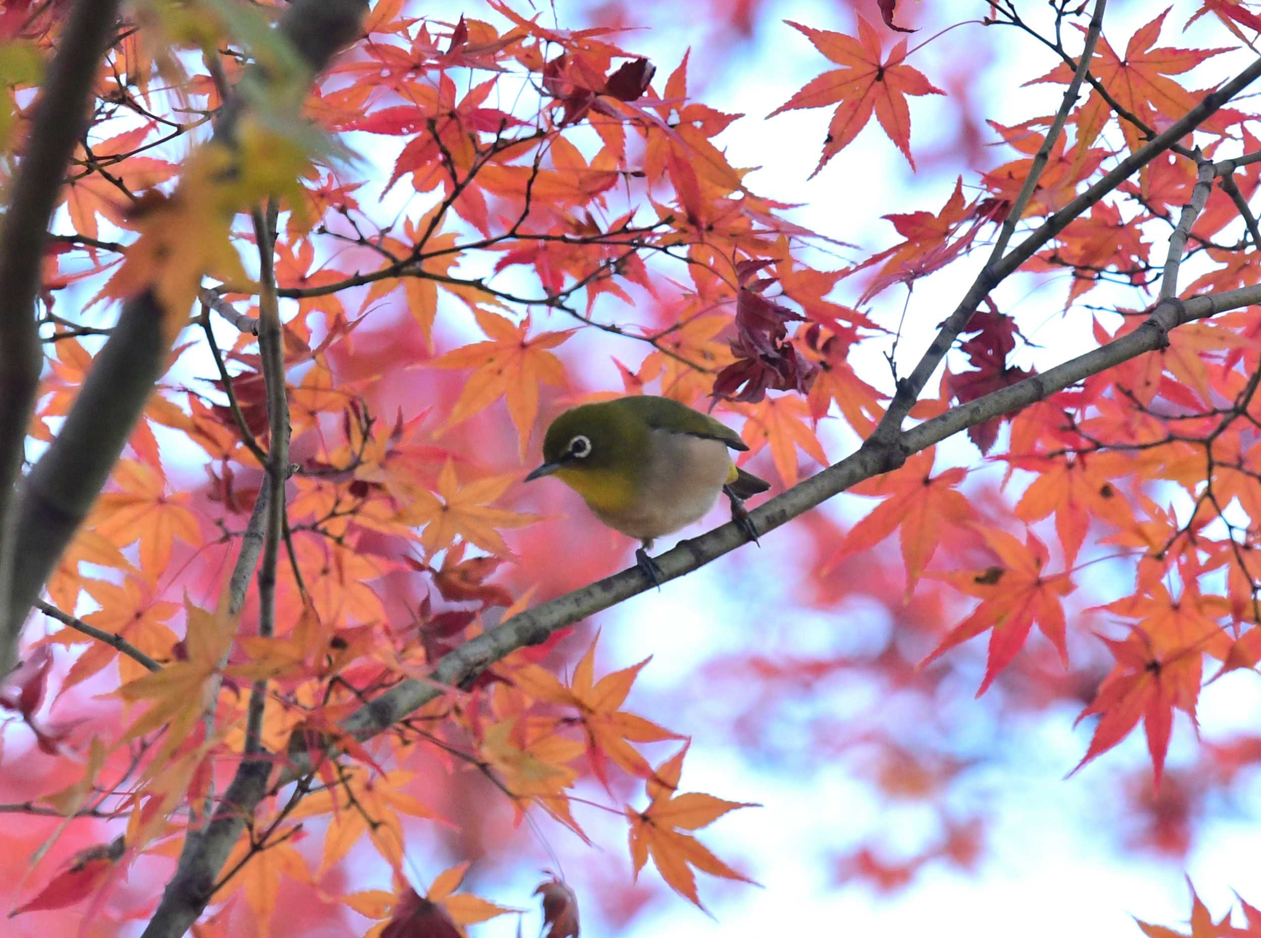 紅葉やサザンカにメジロ 南風のメッセージ 楽天ブログ