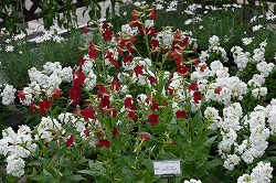 ニコチアナ（ハナタバコ）