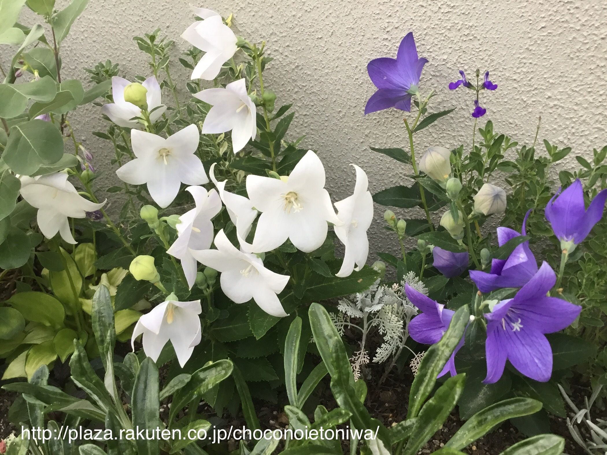 洋風の庭ですが桔梗の花を Chocoの庭 楽天ブログ