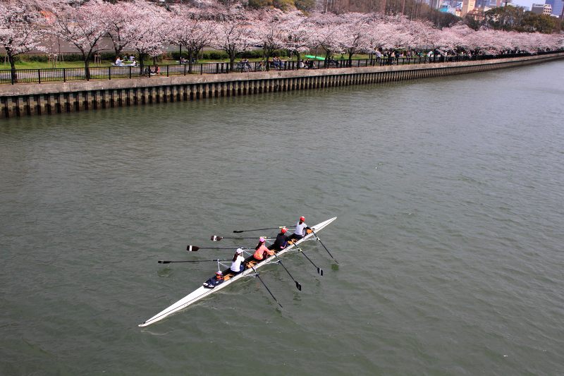 大川の桜_15-2.jpg