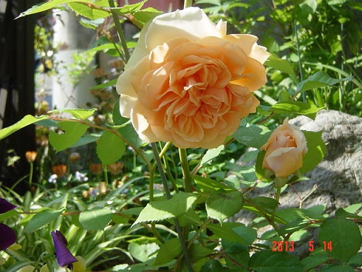 DSC01090.JPG