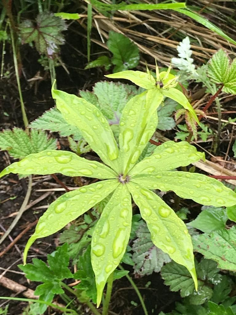 三ツ峠の高山植物 6月 醍醐山と下部 しもべ 温泉 楽天ブログ