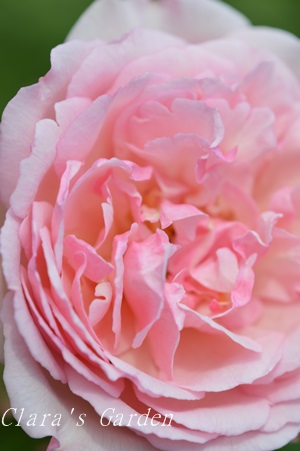 DSC_0009.JPG