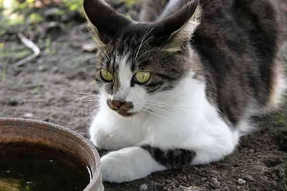 我が家のニャンコ♪2015/9/24-3