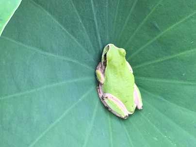 蓮と蛙 | 幸の助の残日録 - 楽天ブログ