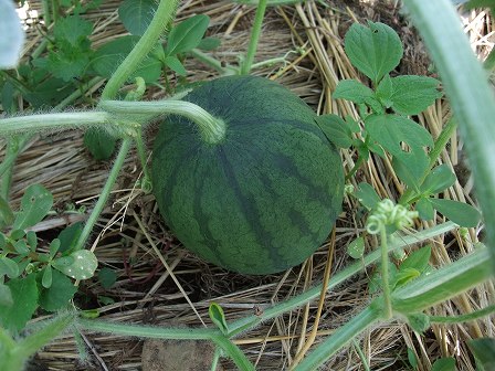 タヒチスイカ　20130720