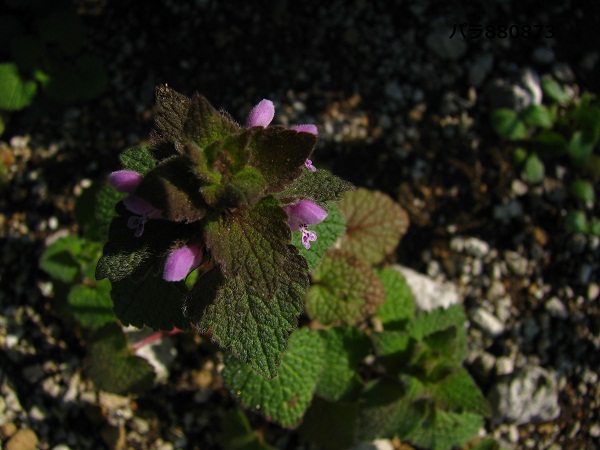 IMG_0990 - コピー - コピー.JPG