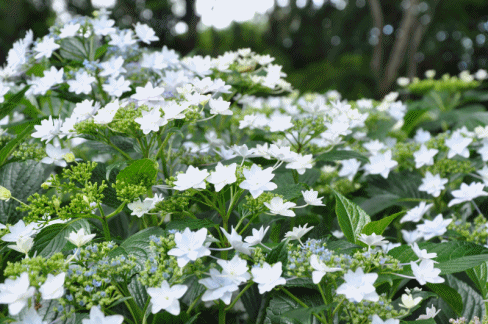 隅田の花火