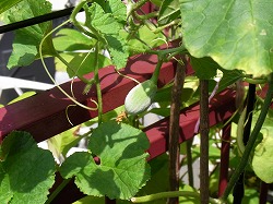 プリンスメロン